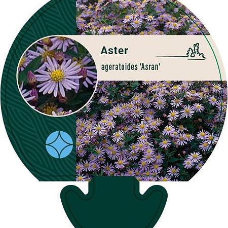 Aster ageratoides 'Asran' Pot 9 cm