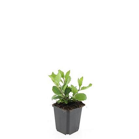 Aster ageratoides 'Asran' Pot 9 cm