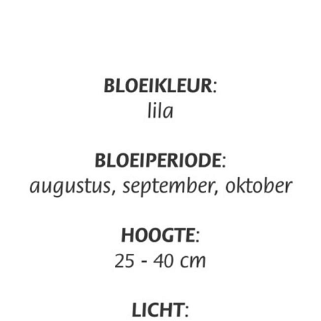 Aster ageratoides 'Asran' Pot 9 cm