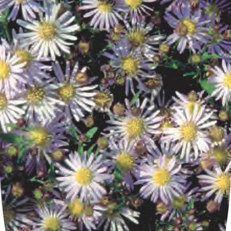 Aster ageratoides 'Asran' Pot 9 cm