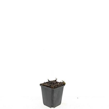 Aster ageratoides 'Asran' Pot 9 cm