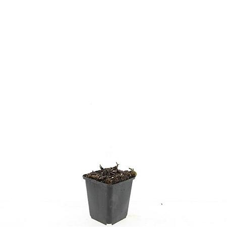 Aster ageratoides 'Stardust' Pot 9 cm