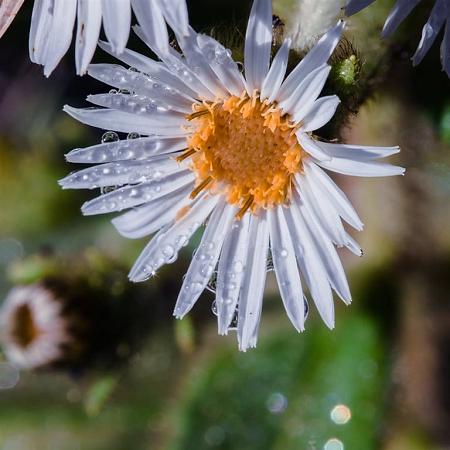 Aster ageratoides 'Stardust' Pot 9 cm