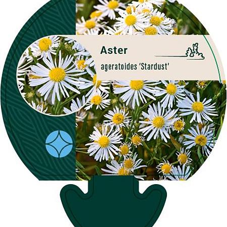 Aster ageratoides 'Stardust' Pot 9 cm