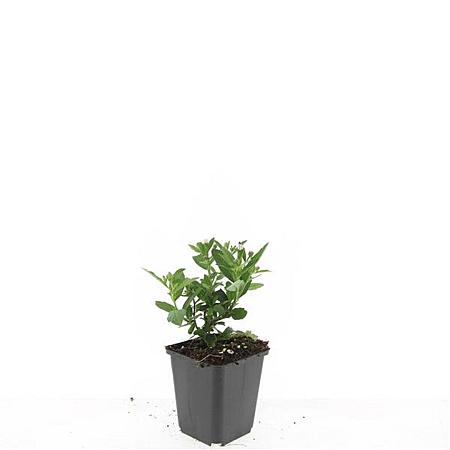 Aster ageratoides 'Stardust' Pot 9 cm