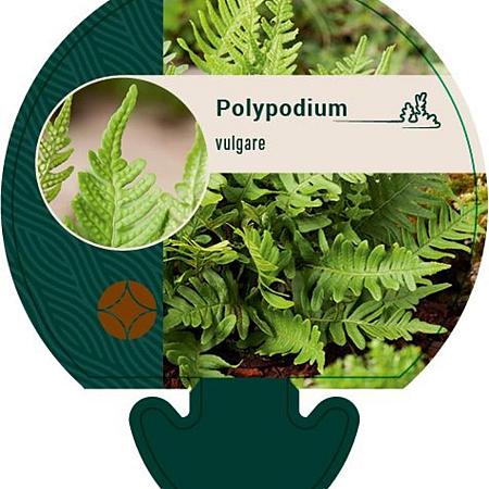Polypodium vulgare Pot 9 cm