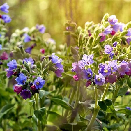 Pulmonaria officinalis Pot 9 cm