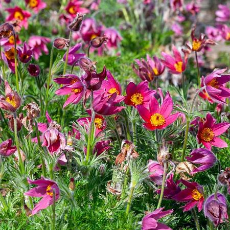 Pulsatilla v. 'Rubra' Pot 9 cm