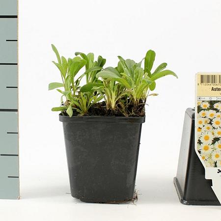 Aster alpinus 'Albus' Pot 9 cm