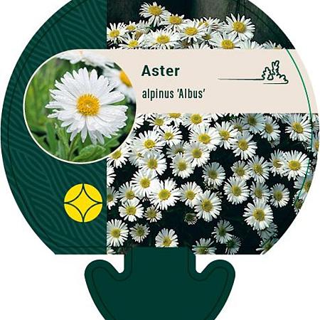Aster alpinus 'Albus' Pot 9 cm
