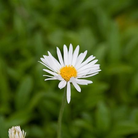Aster alpinus 'Albus' Pot 9 cm