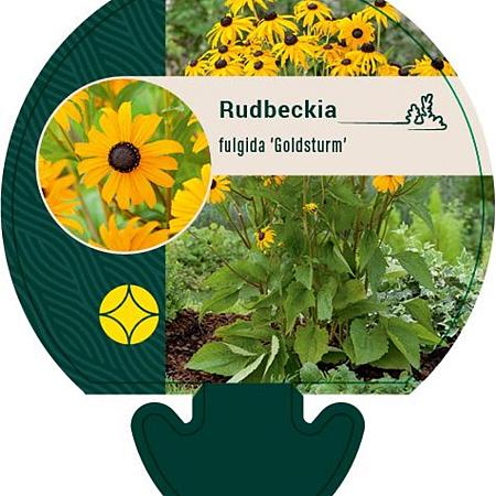 Rudbeckia f. 'Goldsturm' Pot 9 cm