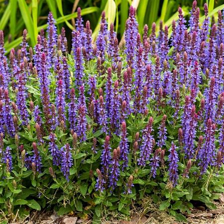 Salvia nemorosa Sensation Deep Blue Pot 9 cm
