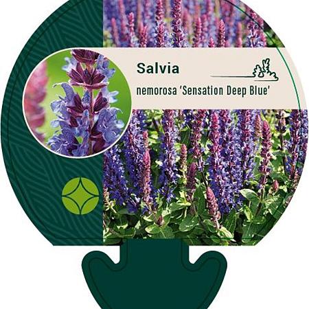 Salvia nemorosa Sensation Deep Blue Pot 9 cm