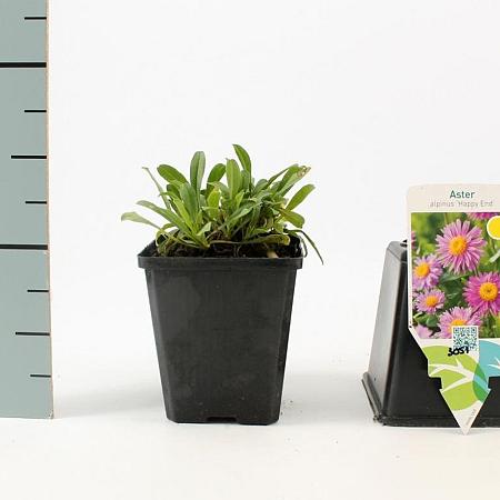 Aster alpinus 'Happy End' Pot 9 cm