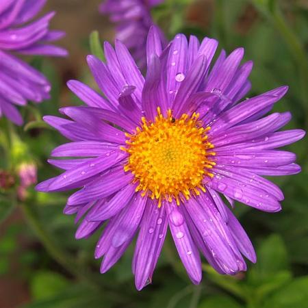 Aster alpinus 'Happy End' Pot 9 cm