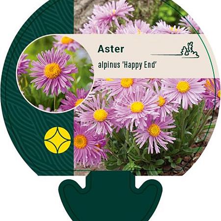 Aster alpinus 'Happy End' Pot 9 cm