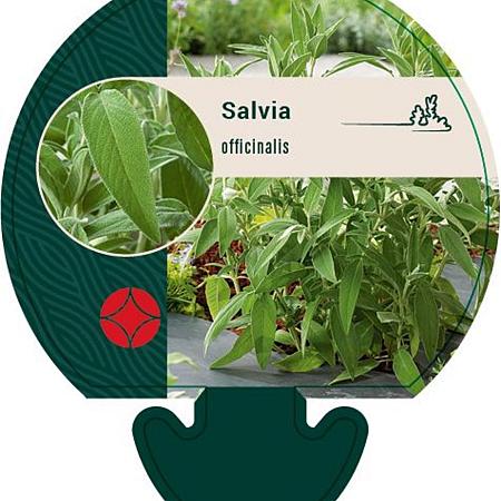 Salvia officinalis Pot 9 cm