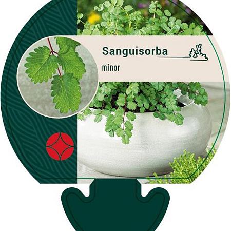 Sanguisorba minor Pot 9 cm