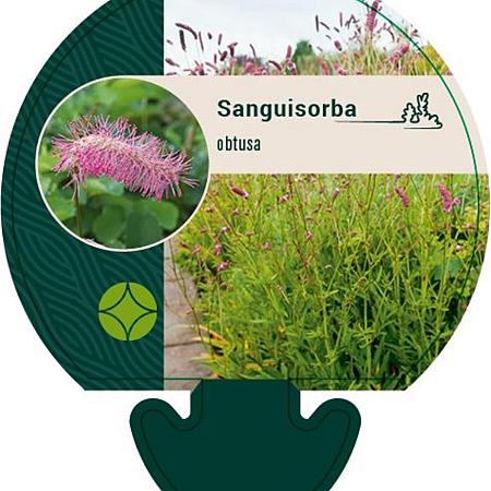 Sanguisorba obtusa Pot 9 cm