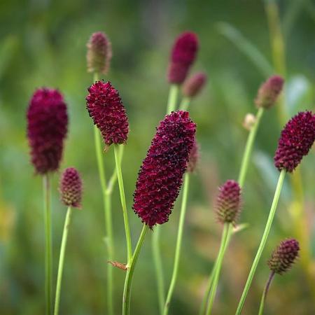 Sanguisorba o. 'Tanna' Pot 9 cm