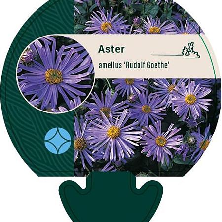Aster amellus 'Rudolf Goethe' Pot 9 cm