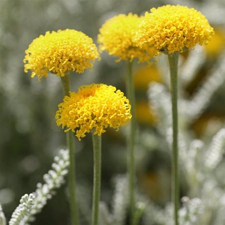 Santolina chamaecyparissus Pot 9 cm