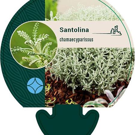 Santolina chamaecyparissus Pot 9 cm