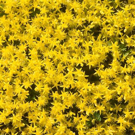 Sedum acre Pot 9 cm