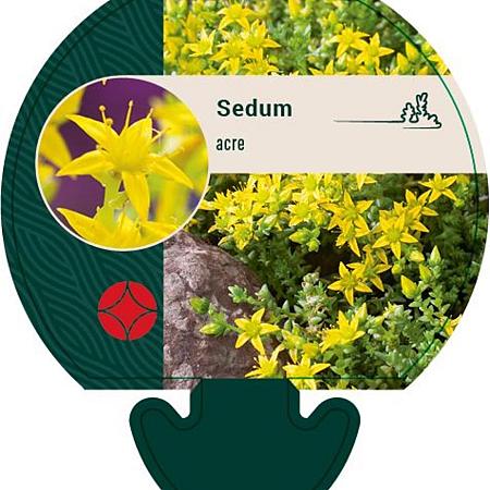 Sedum acre Pot 9 cm