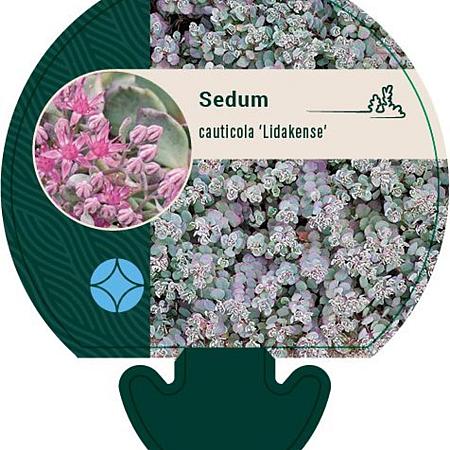 Sedum cauticola 'Lidakense' Pot 9 cm