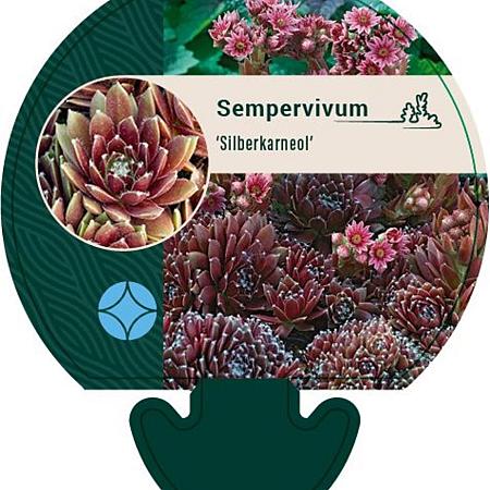 Sempervivum 'Silberkarneol' Pot 9 cm