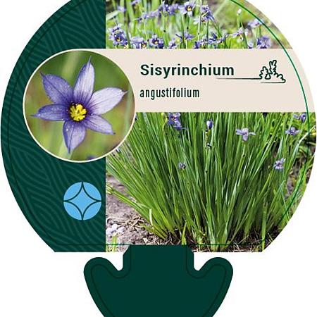 Sisyrinchium angustifolium Pot 9 cm