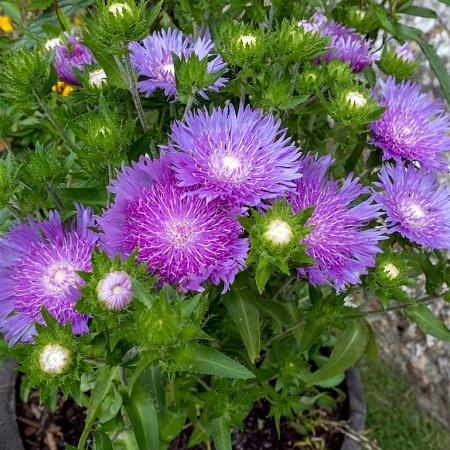 Stokesia laevis Pot 9 cm
