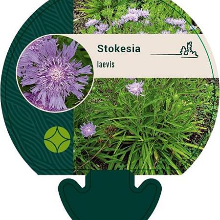Stokesia laevis Pot 9 cm
