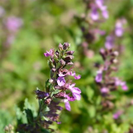 Teucrium chamaedrys Pot 9 cm