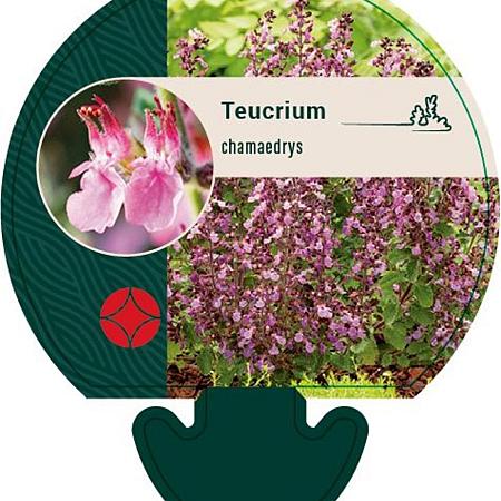 Teucrium chamaedrys Pot 9 cm