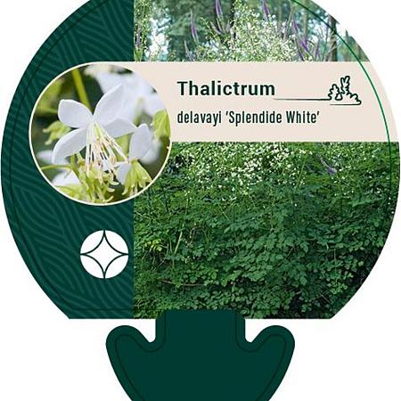 Thalictrum del. 'FR21034' Pot 9 cm