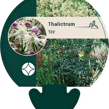 Thalictrum 'Elin' Pot 9 cm