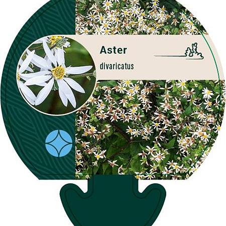 Aster divaricatus Pot 9 cm