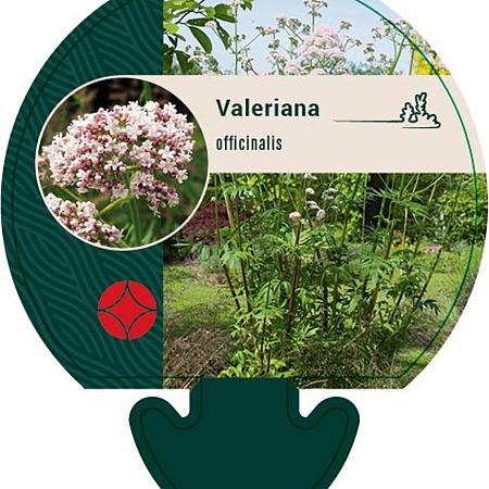 Valeriana officinalis Pot 9 cm
