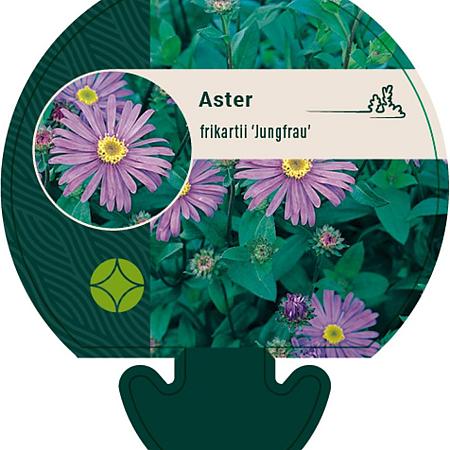 Aster frikartii 'Jungfrau' Pot 9 cm