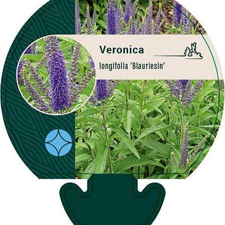 Veronica longif. 'Blauriesin' Pot 9 cm