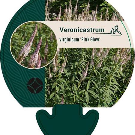 Veronicastrum virg. 'Pink Glow' Pot 9 cm