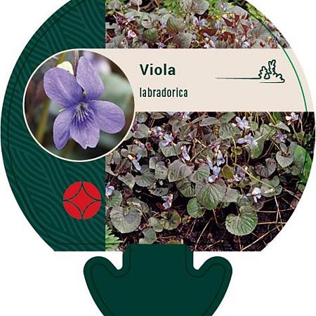 Viola labradorica Pot 9 cm