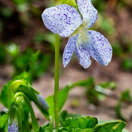 Viola sororia 'Freckles' Pot 9 cm