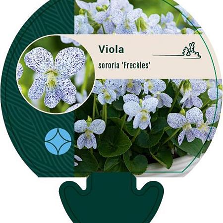 Viola sororia 'Freckles' Pot 9 cm