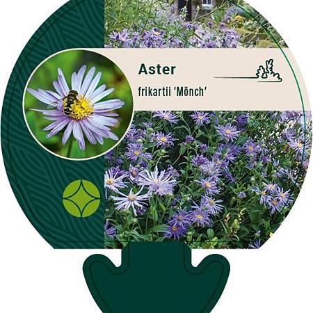 Aster frikartii 'Mönch' Pot 9 cm