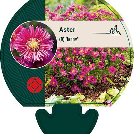 Aster (D) 'Jenny' Pot 9 cm