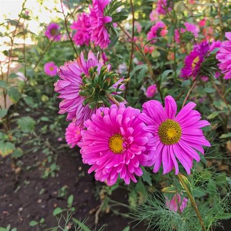 Aster (D) 'Jenny' Pot 9 cm
